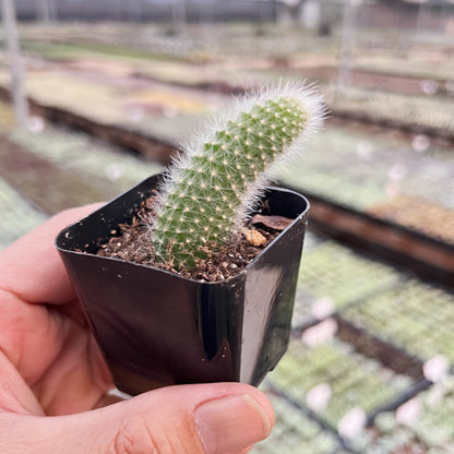 Monkey Tail Cactus / Hildewintera Colademononis