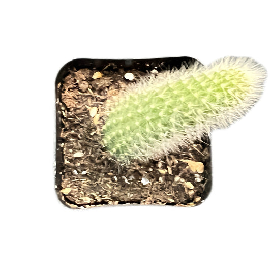 Monkey Tail Cactus / Hildewintera Colademononis