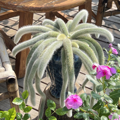Monkey Tail Cactus / Hildewintera Colademononis