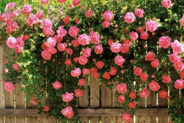 Pink Climbing Rose Seeds – Grow Beautiful Fragrant Rose Vines in Your Garden