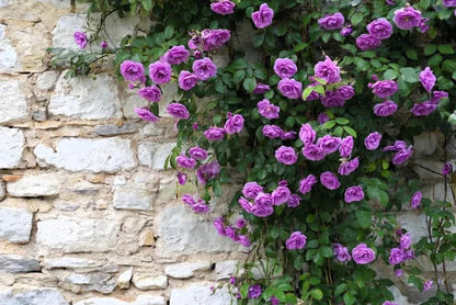 Purple Climbing Rose Seeds – Grow Beautiful Fragrant Rose Vines in Your Garden