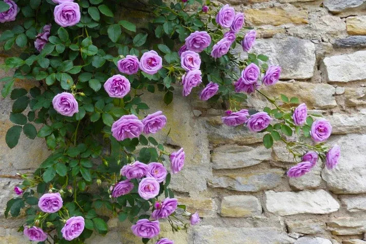 Purple Climbing Rose Seeds – Grow Beautiful Fragrant Rose Vines in Your Garden