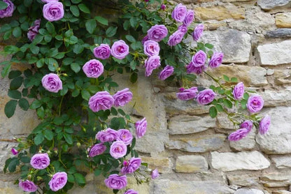 Purple Climbing Rose Seeds – Grow Beautiful Fragrant Rose Vines in Your Garden