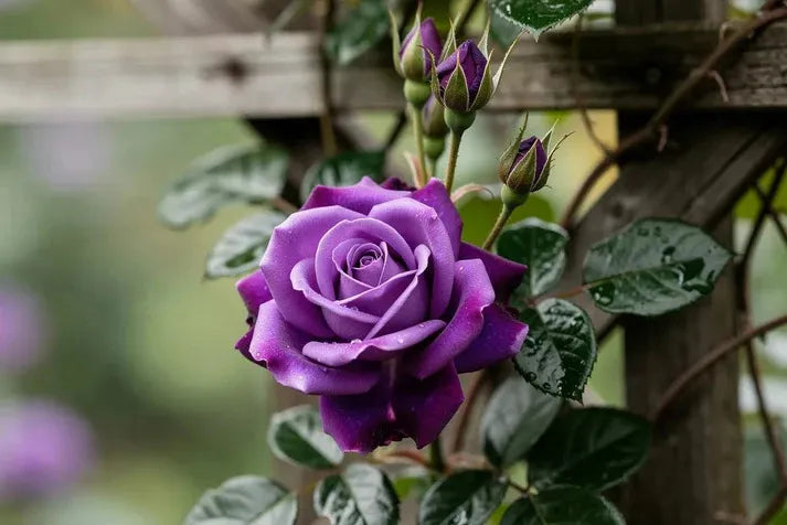 Purple Climbing Rose Seeds – Grow Beautiful Fragrant Rose Vines in Your Garden