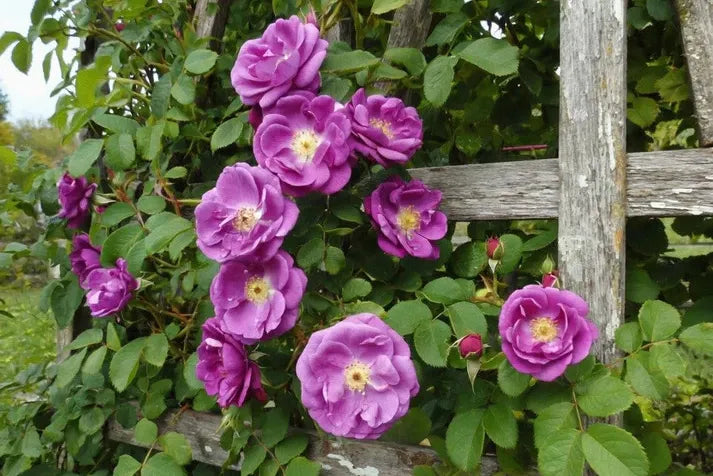 Purple Climbing Rose Seeds – Grow Beautiful Fragrant Rose Vines in Your Garden