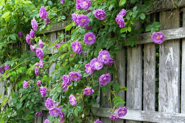 Purple Climbing Rose Seeds – Grow Beautiful Fragrant Rose Vines in Your Garden