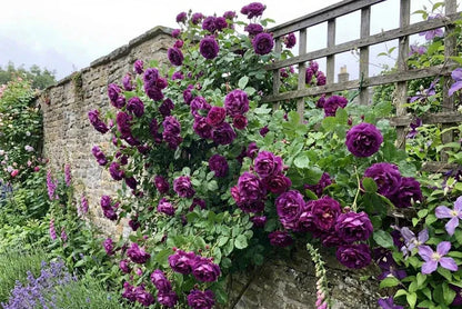 Purple Climbing Rose Seeds – Grow Beautiful Fragrant Rose Vines in Your Garden