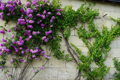 Purple Climbing Rose Seeds – Grow Beautiful Fragrant Rose Vines in Your Garden