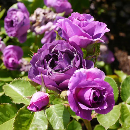 Purple Climbing Rose Seeds – Grow Beautiful Fragrant Rose Vines in Your Garden