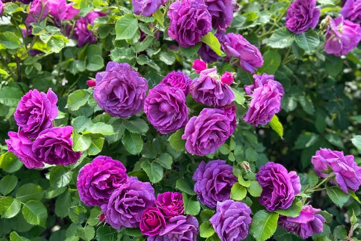 Purple Rose Seeds – Grow Rare Elegant Lavender Roses in Your Garden