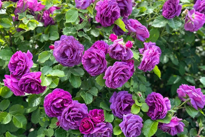 Purple Rose Seeds – Grow Rare Elegant Lavender Roses in Your Garden