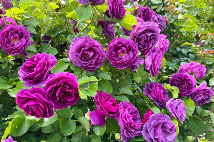 Purple Rose Seeds – Grow Rare Elegant Lavender Roses in Your Garden