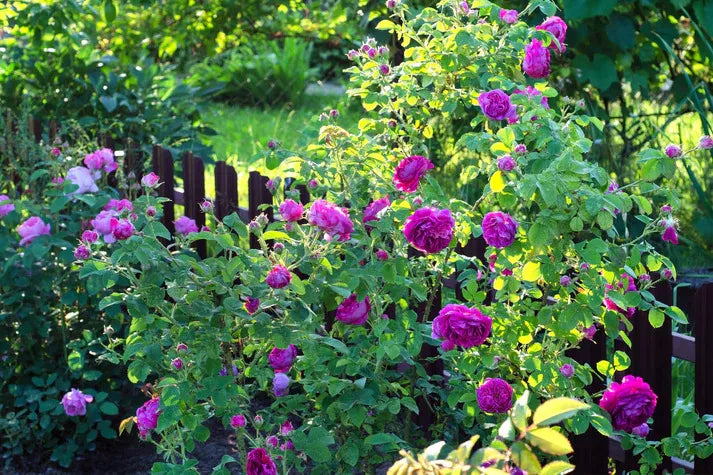 Purple Rose Seeds – Grow Rare Elegant Lavender Roses in Your Garden