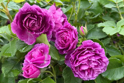 Purple Rose Seeds – Grow Rare Elegant Lavender Roses in Your Garden