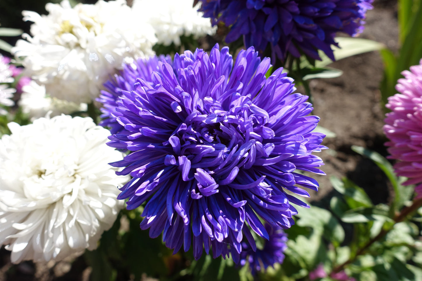 Duchess Dark Blue Paeony Aster Seeds – Grow Rare Peony-Like Blue Flowers in Your Garden