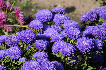 Duchess Dark Blue Paeony Aster Seeds – Grow Rare Peony-Like Blue Flowers in Your Garden