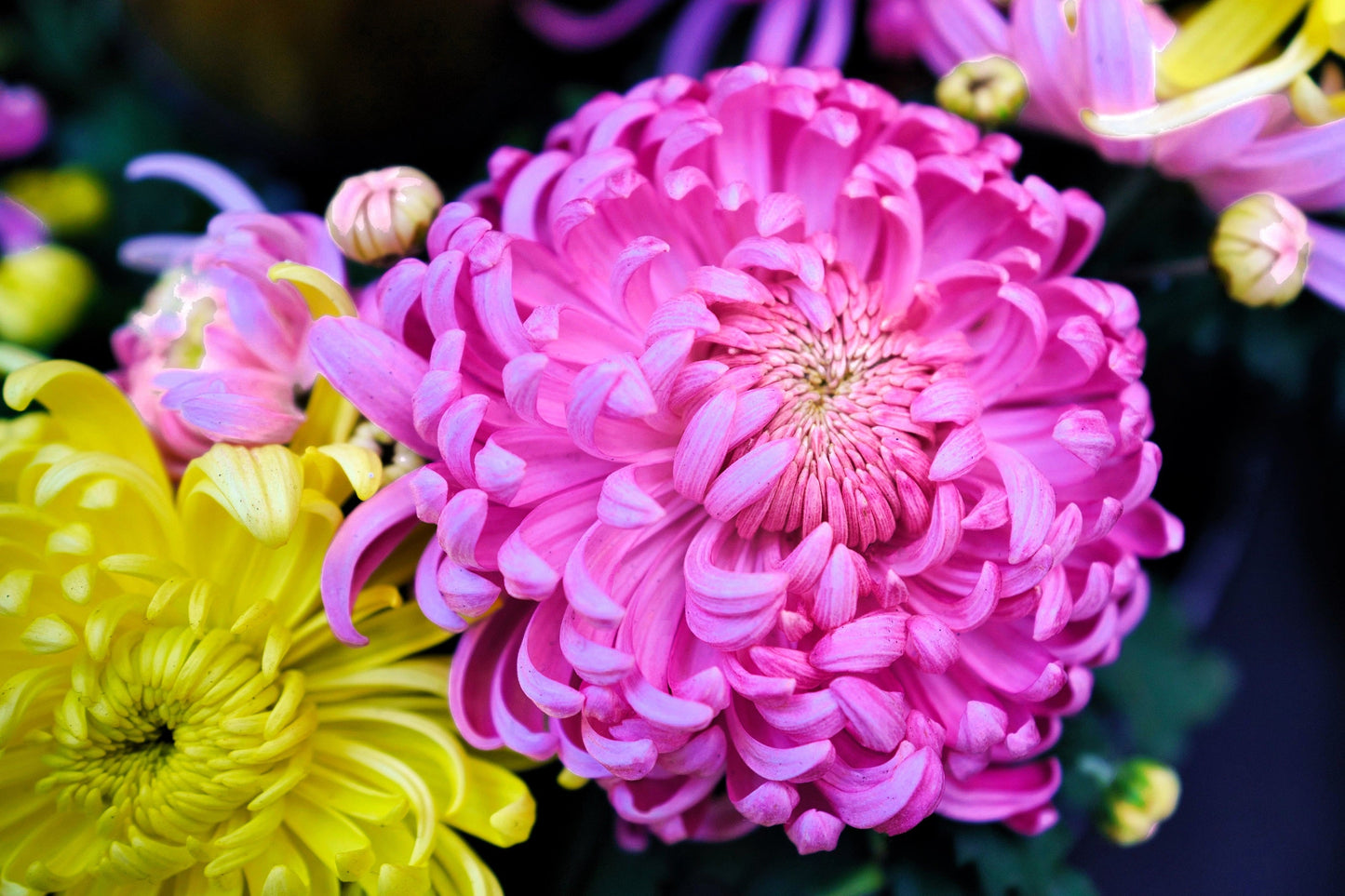 Duchess Pink Paeony Aster Seeds – Grow Romantic Peony-Like Pink Flowers in Your Garden