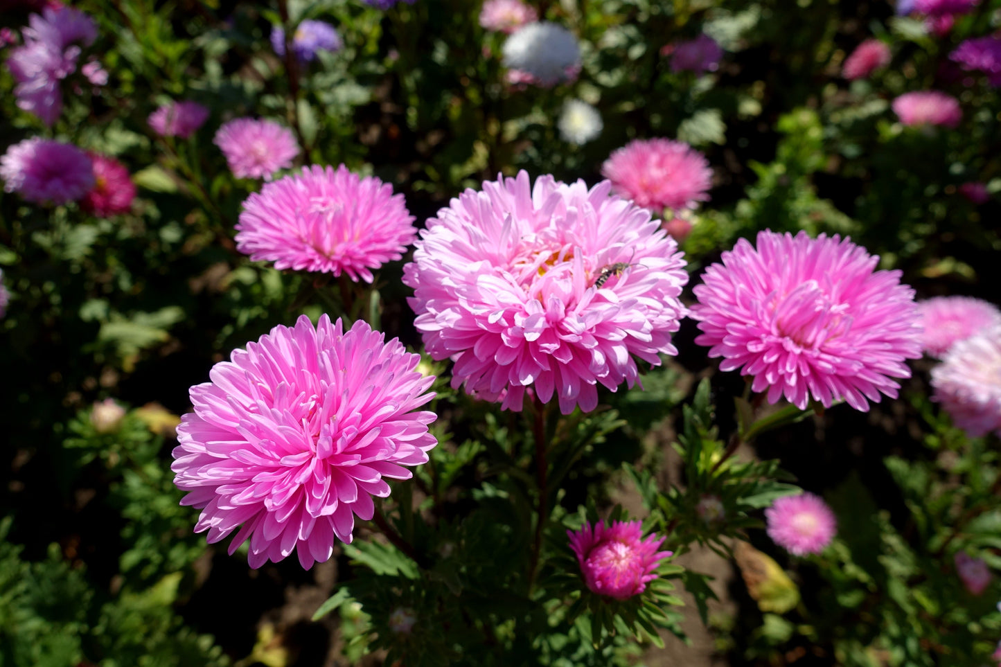 Duchess Pink Paeony Aster Seeds – Grow Romantic Peony-Like Pink Flowers in Your Garden