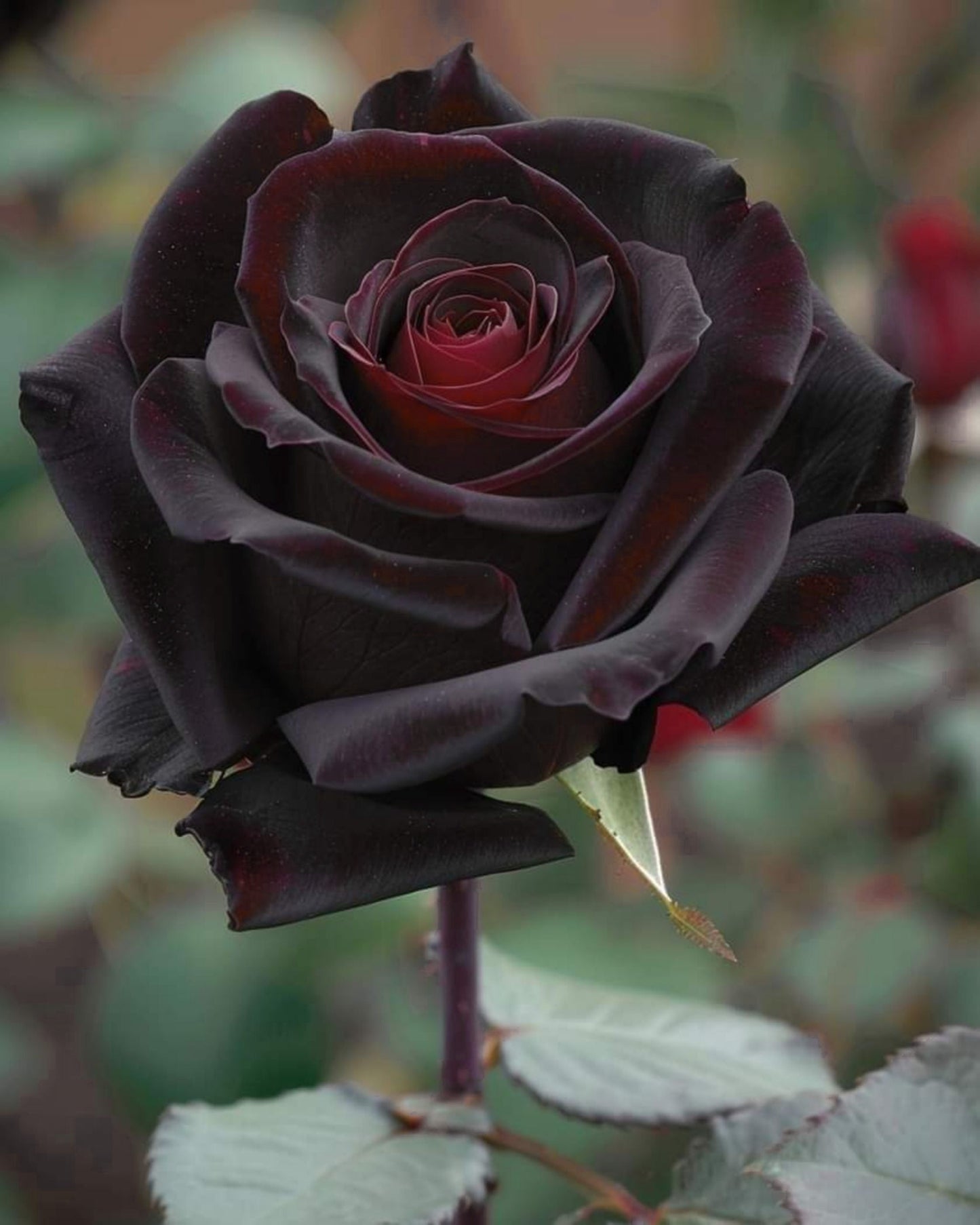 Black Rose Seeds – Grow Mysterious Dark Maroon Roses in Your Garden