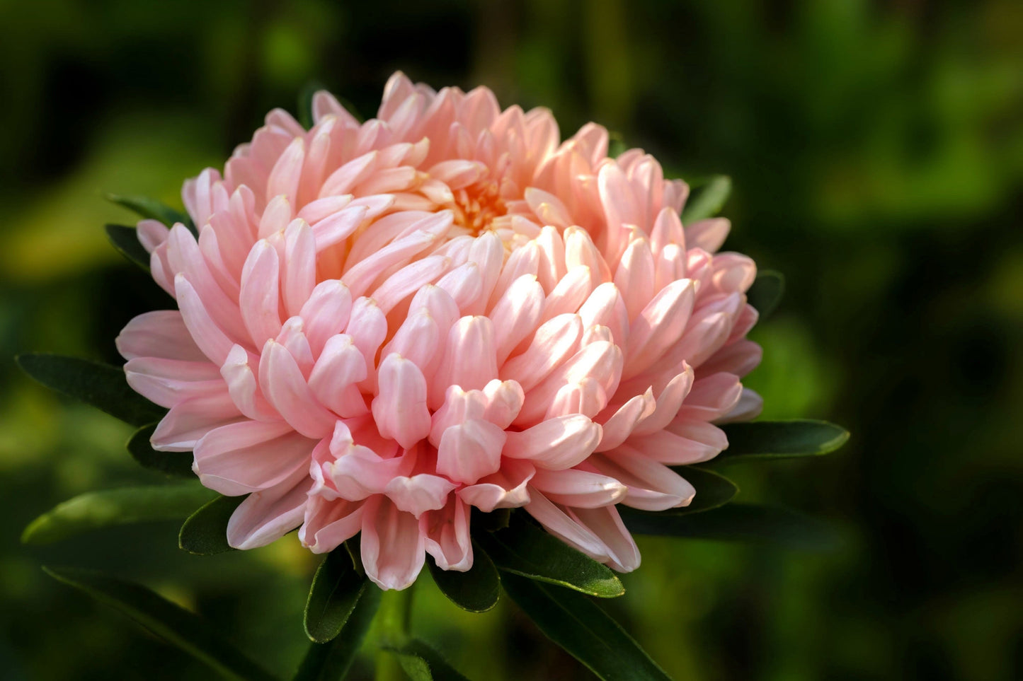 Duchess Apricot Paeony Aster Seeds – Grow Elegant Peony-Like Apricot Flowers in Your Garden