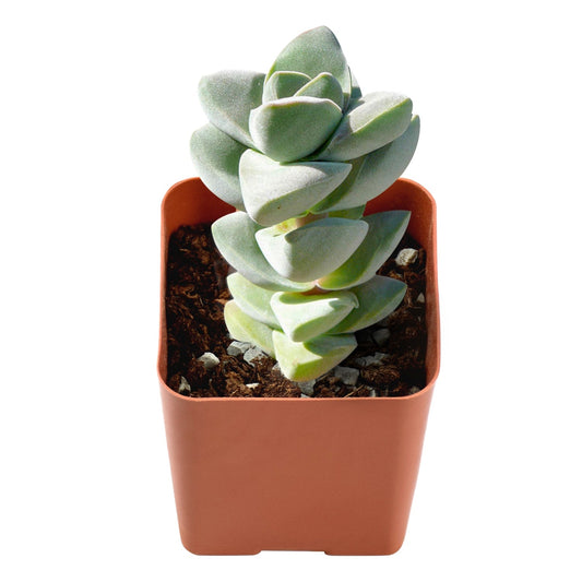 Crassula 'Moonglow'