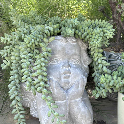 Sedum Morganianum Burrito (4 inch)