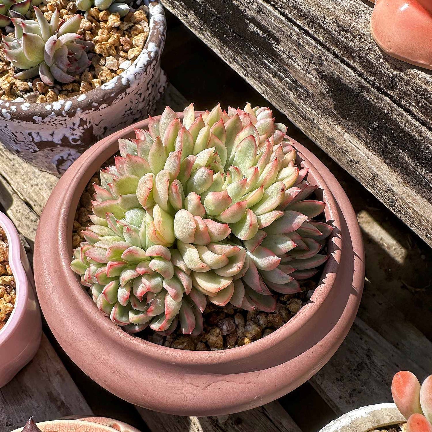 Echeveria Mebina Variegata (4 inch)
