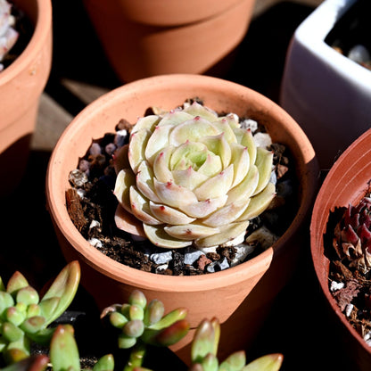 Echeveria cv. Onslow