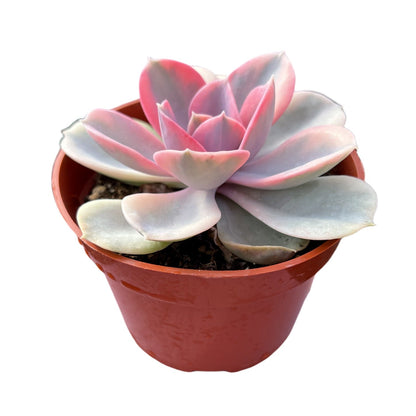 Echeveria Rainbow (4 inch)(Limited)