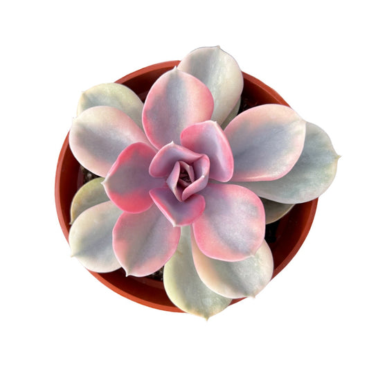 Echeveria Rainbow (4 inch)(Limited)