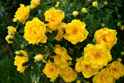 Yellow Climbing Rose Seeds – Grow Beautiful Fragrant Rose Vines in Your Garden