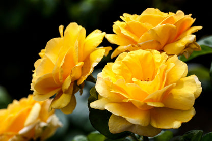 Yellow Climbing Rose Seeds – Grow Beautiful Fragrant Rose Vines in Your Garden