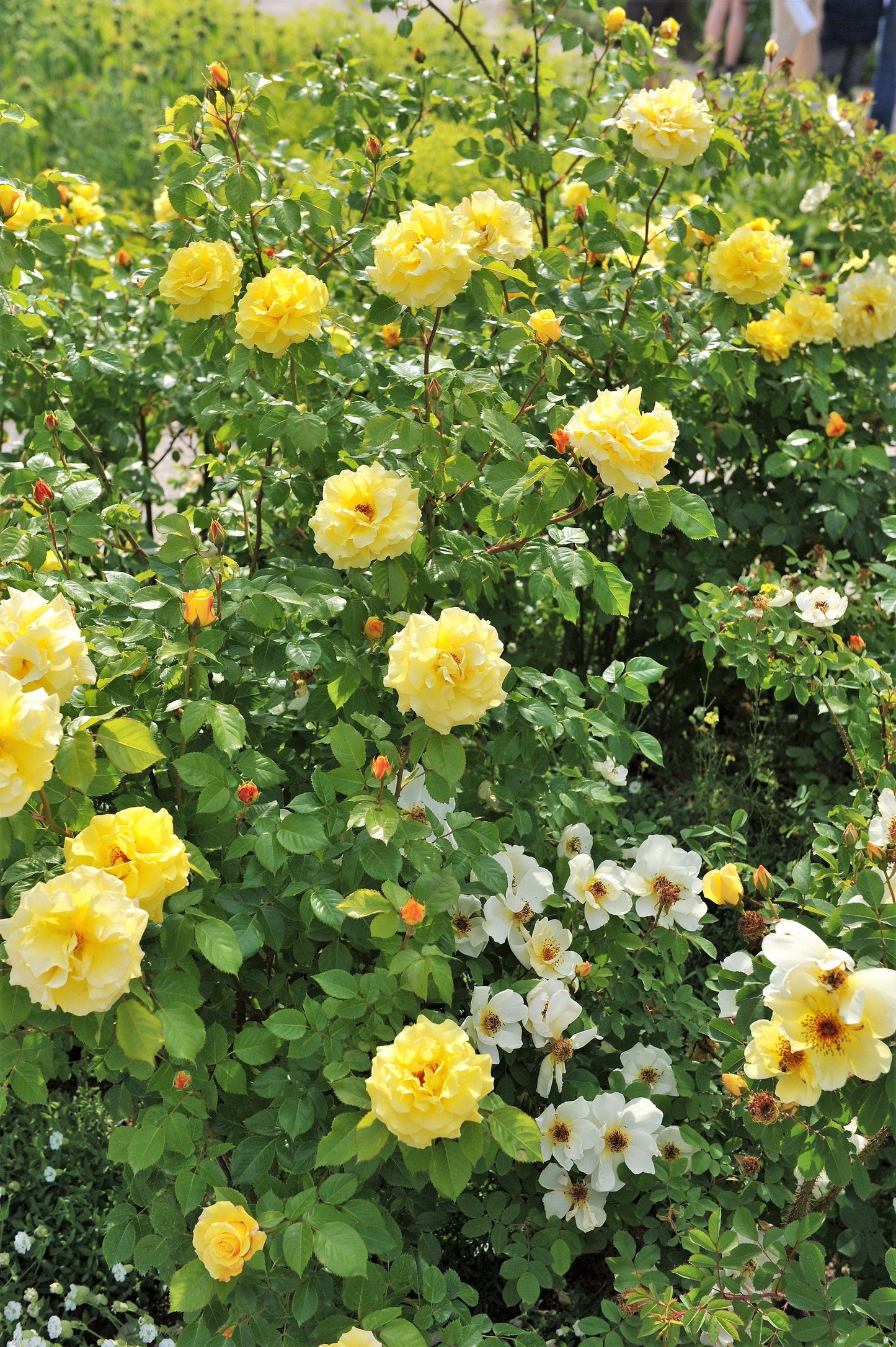 Yellow Climbing Rose Seeds – Grow Beautiful Fragrant Rose Vines in Your Garden