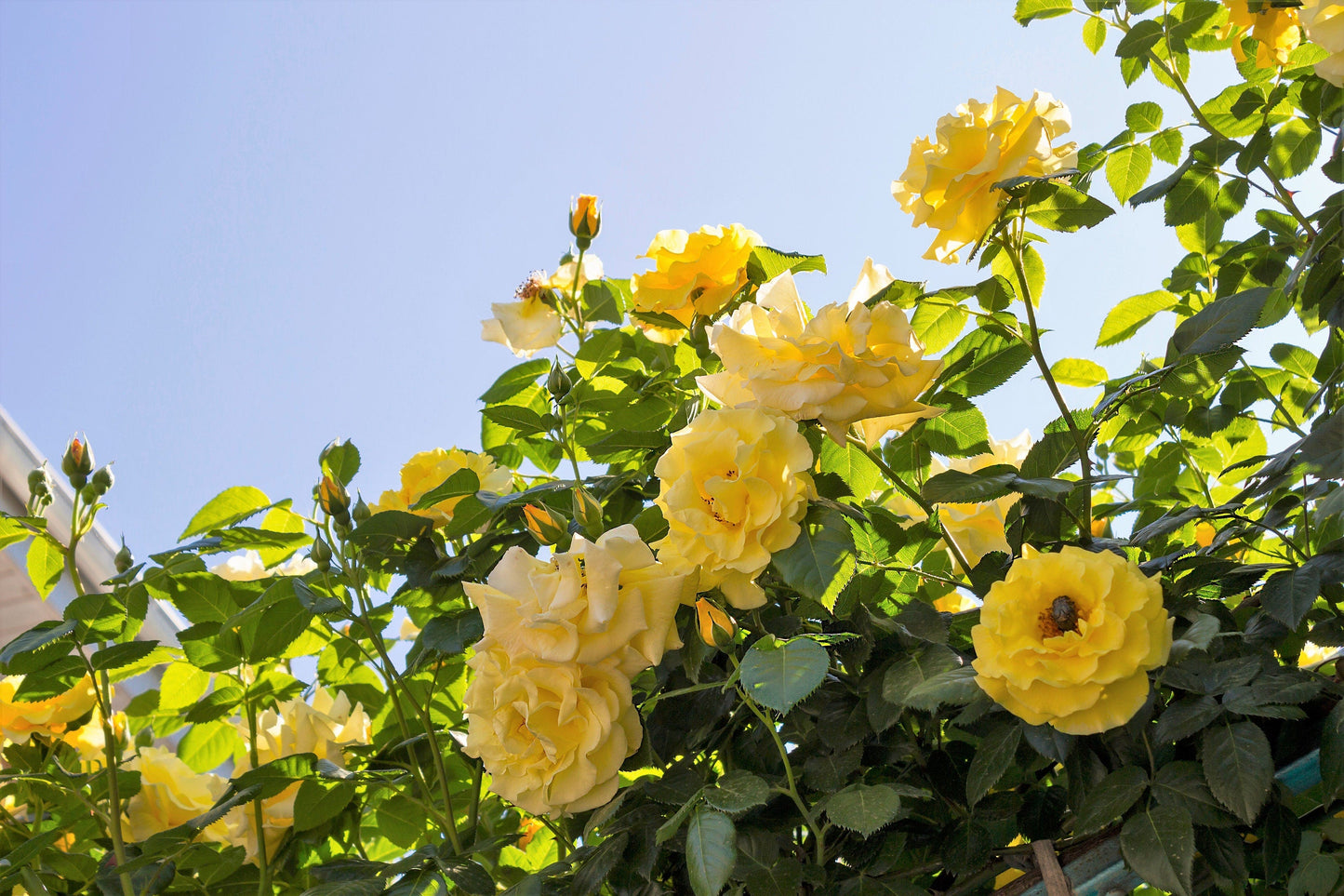 Yellow Climbing Rose Seeds – Grow Beautiful Fragrant Rose Vines in Your Garden
