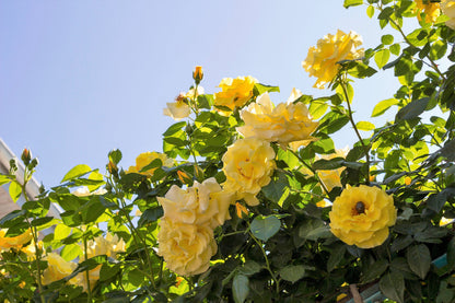 Yellow Climbing Rose Seeds – Grow Beautiful Fragrant Rose Vines in Your Garden