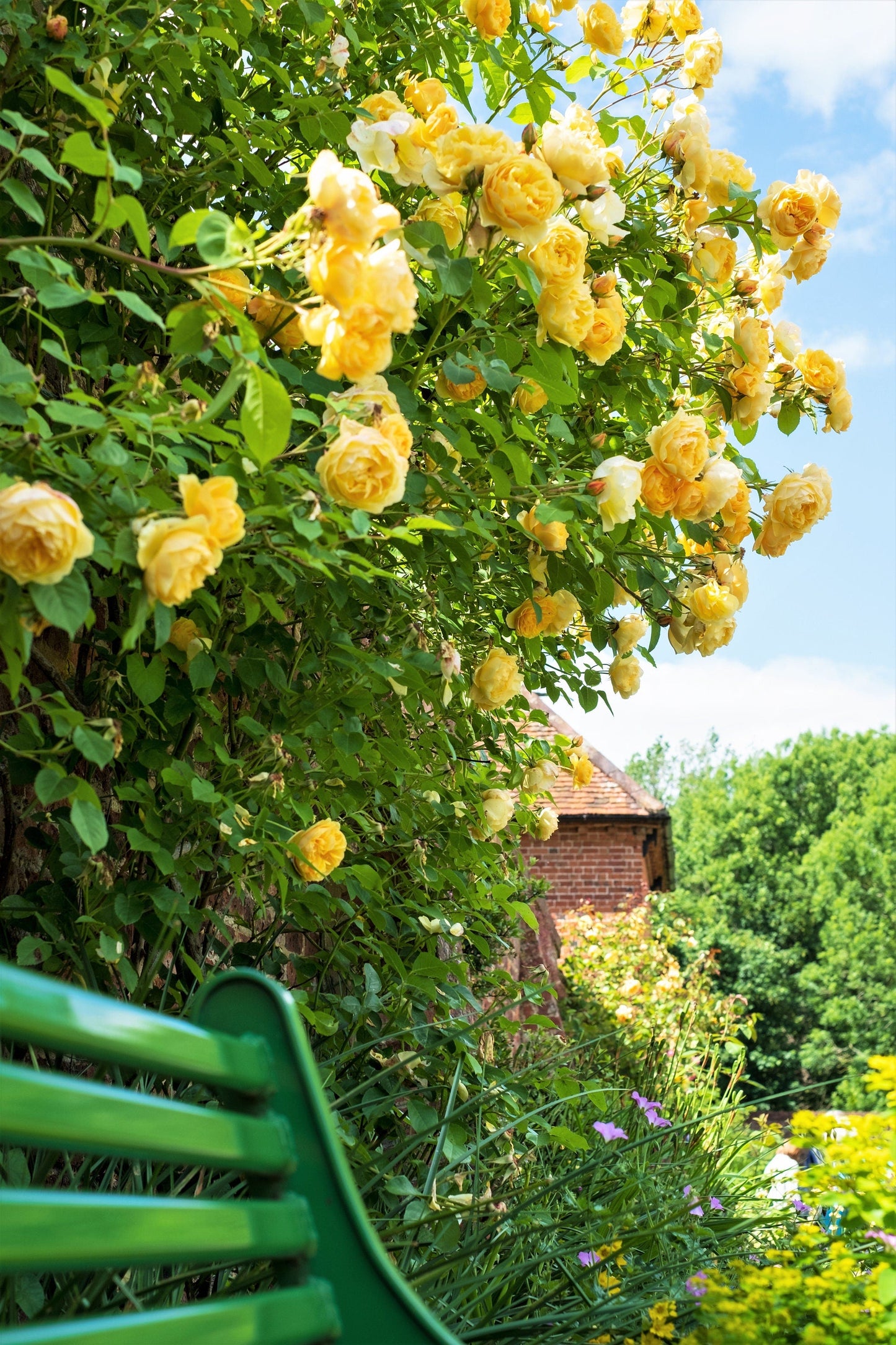 Yellow Climbing Rose Seeds – Grow Beautiful Fragrant Rose Vines in Your Garden