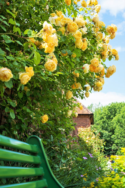 Yellow Climbing Rose Seeds – Grow Beautiful Fragrant Rose Vines in Your Garden