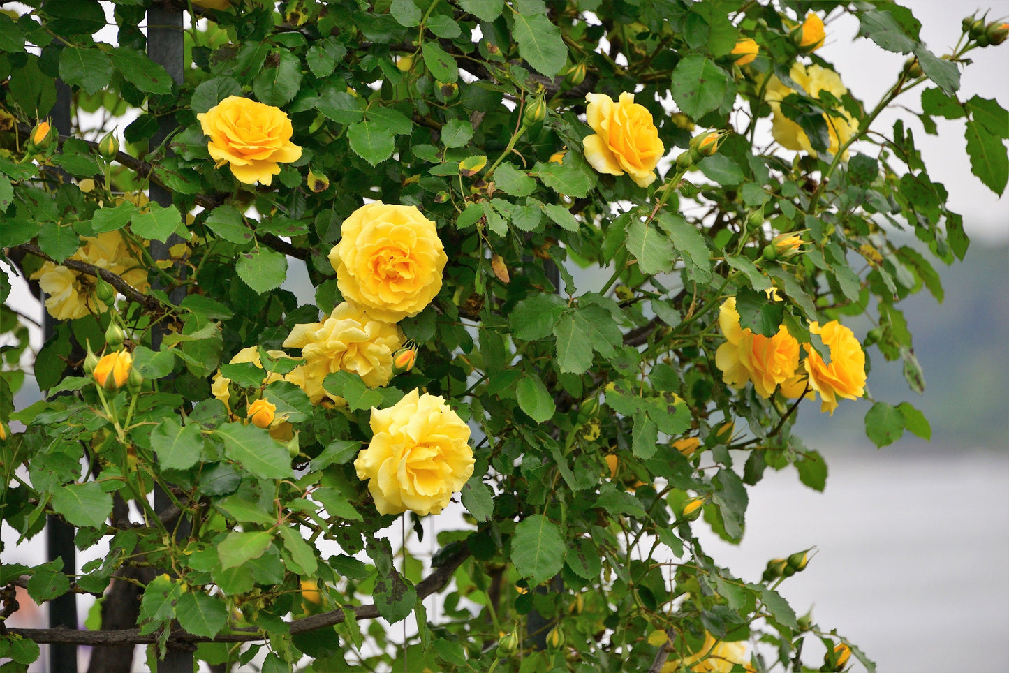 Yellow Climbing Rose Seeds – Grow Beautiful Fragrant Rose Vines in Your Garden
