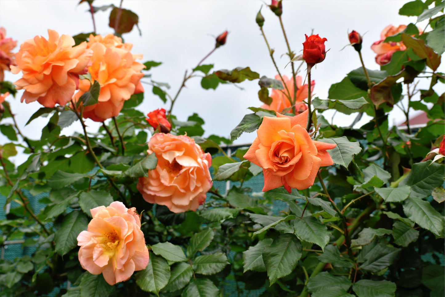 Orange Climbing Rose Seeds – Grow Vibrant Fragrant Rose Vines in Your Garden