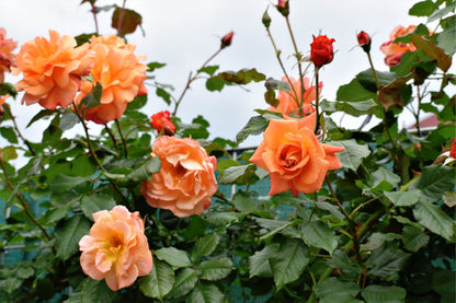 Orange Climbing Rose Seeds – Grow Vibrant Fragrant Rose Vines in Your Garden