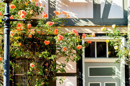 Orange Climbing Rose Seeds – Grow Vibrant Fragrant Rose Vines in Your Garden