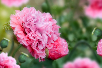 Organic Rose Peony Poppy Seeds – Grow Stunning Peony-Like Flowers in Your Garden
