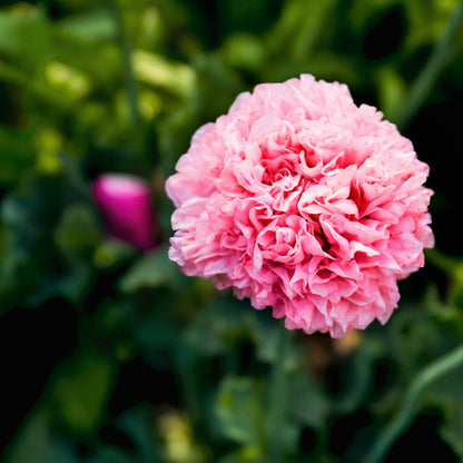 Organic Rose Peony Poppy Seeds – Grow Stunning Peony-Like Flowers in Your Garden