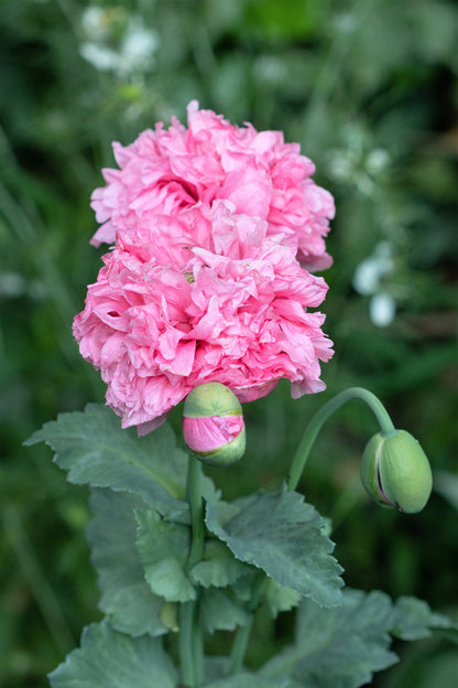 Organic Rose Peony Poppy Seeds – Grow Stunning Peony-Like Flowers in Your Garden