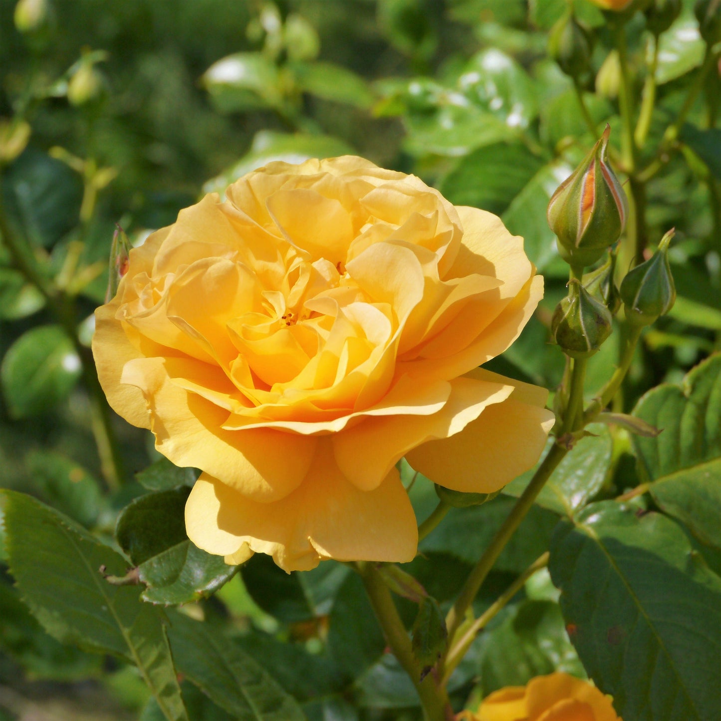 Yellow Climbing Rose Seeds – Grow Beautiful Fragrant Rose Vines in Your Garden