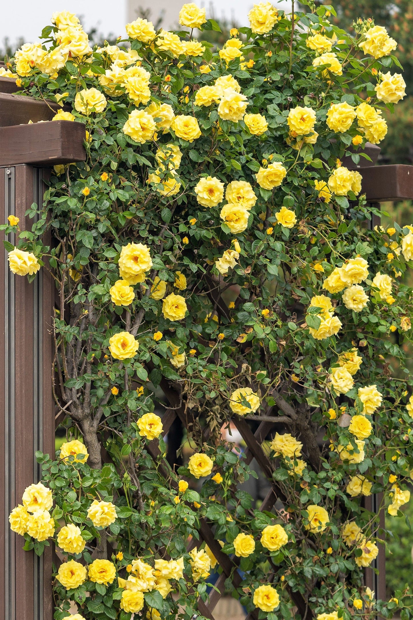 Yellow Climbing Rose Seeds – Grow Beautiful Fragrant Rose Vines in Your Garden