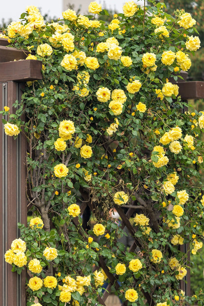 Yellow Climbing Rose Seeds – Grow Beautiful Fragrant Rose Vines in Your Garden
