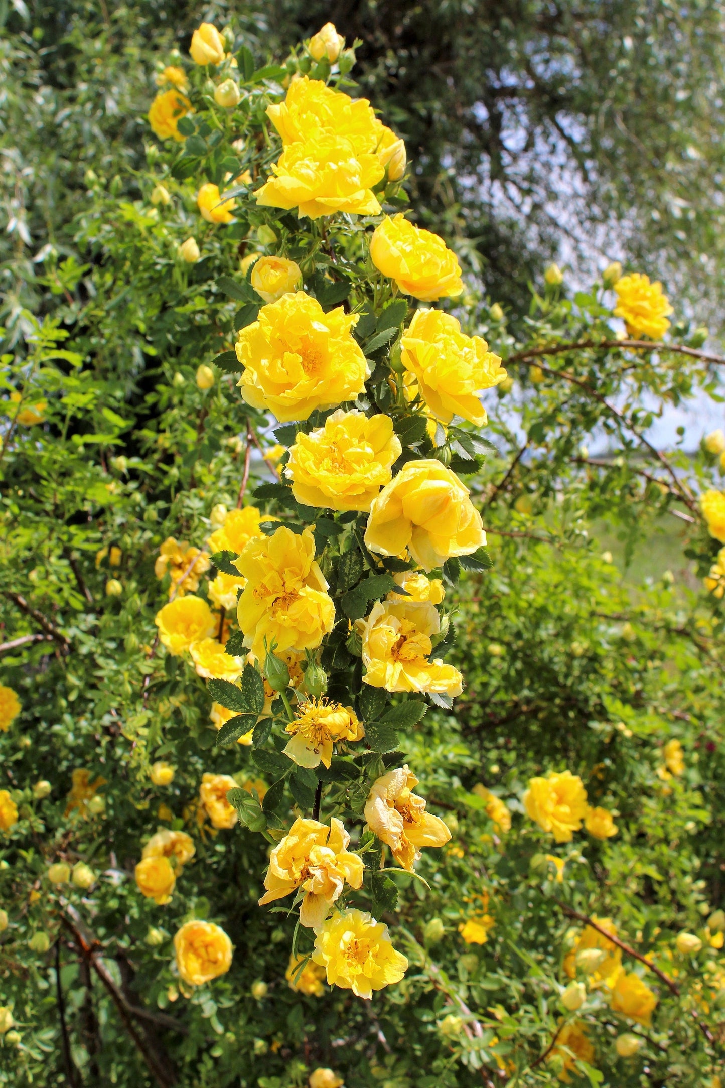 Yellow Climbing Rose Seeds – Grow Beautiful Fragrant Rose Vines in Your Garden