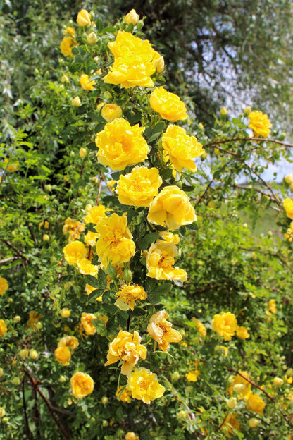 Yellow Climbing Rose Seeds – Grow Beautiful Fragrant Rose Vines in Your Garden