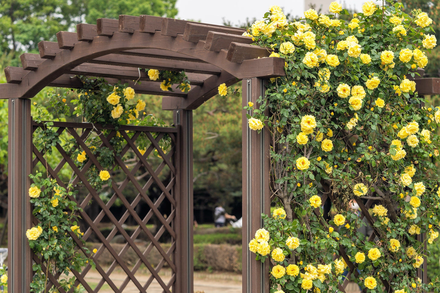 Yellow Climbing Rose Seeds – Grow Beautiful Fragrant Rose Vines in Your Garden